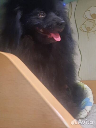 Собака шпиц мальчик ищем девочку для вязки