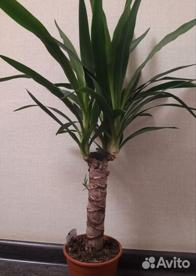 Юкка (дерево счастья)