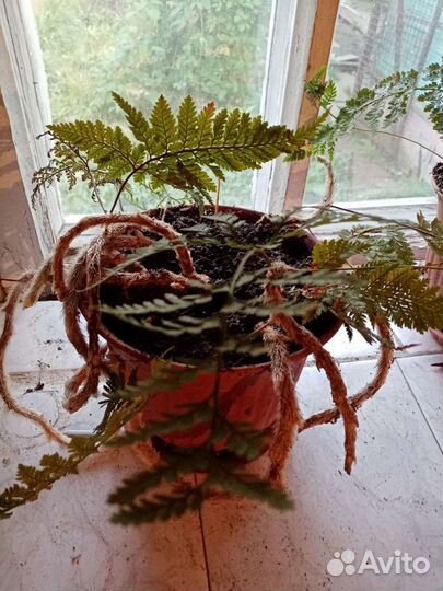 Растение комнатный папоротник или заячья лапка