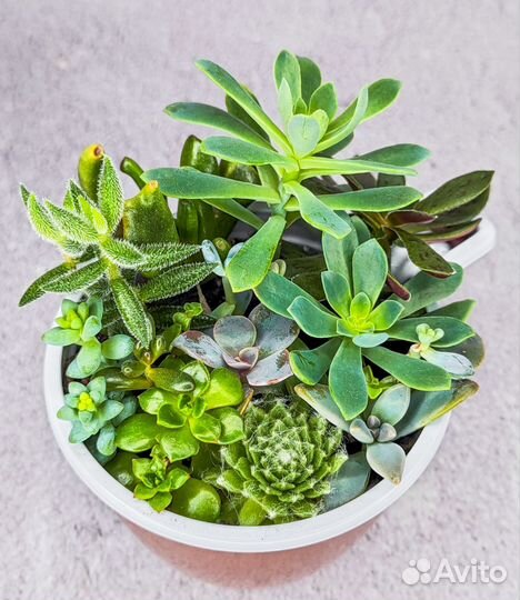 Мини-садик из суккулентов, флорариум