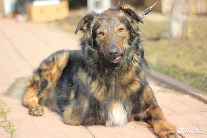 Собака в добрые руки