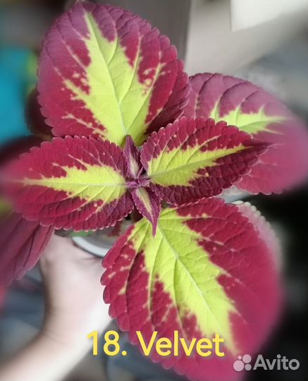 Колеус набор