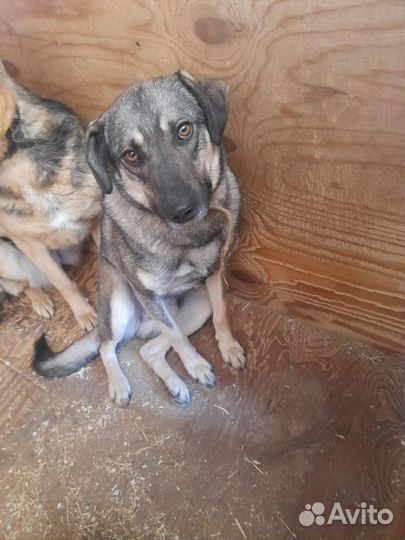 Собака в добрые руки, Ярик