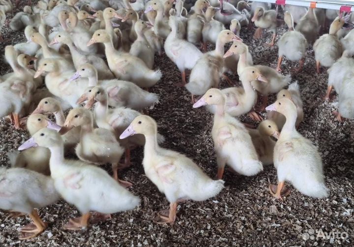 Утята черри велли