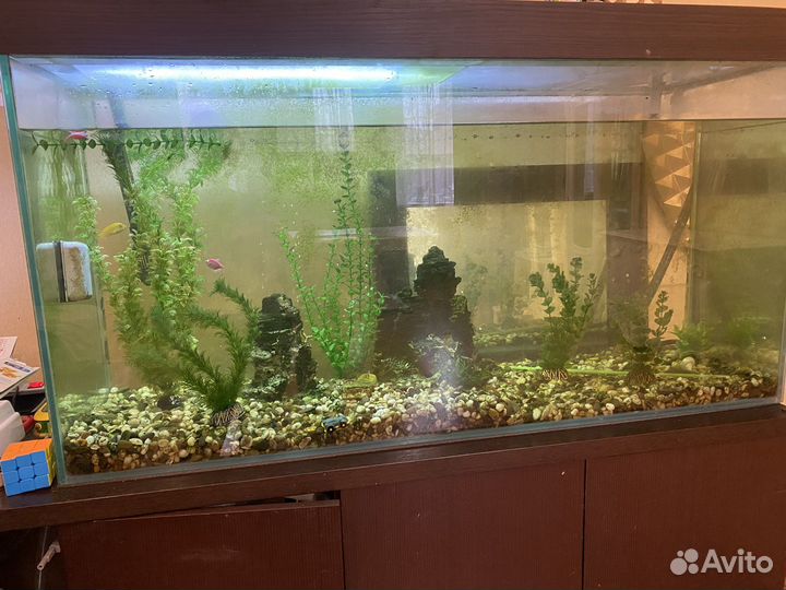 Аквариум