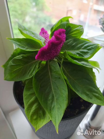 Цветок с горшком(Целозия)