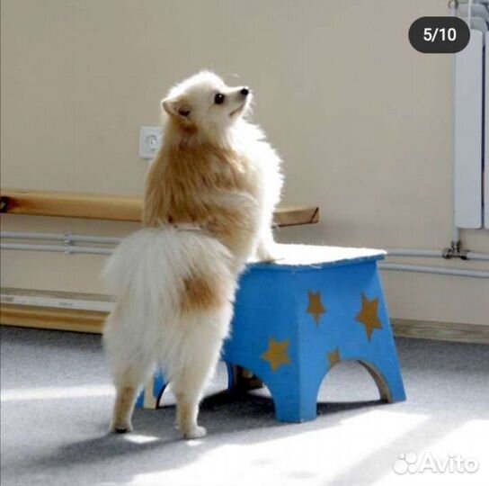 Дрессировка собак