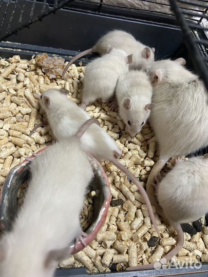 Крыски Дамбо.Красавчики )