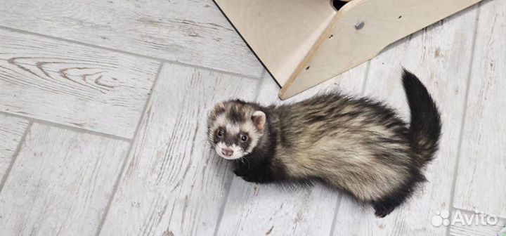 Домашний хорек