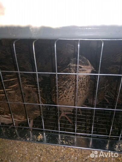 Перепела несушки