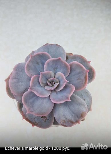 Суккуленты