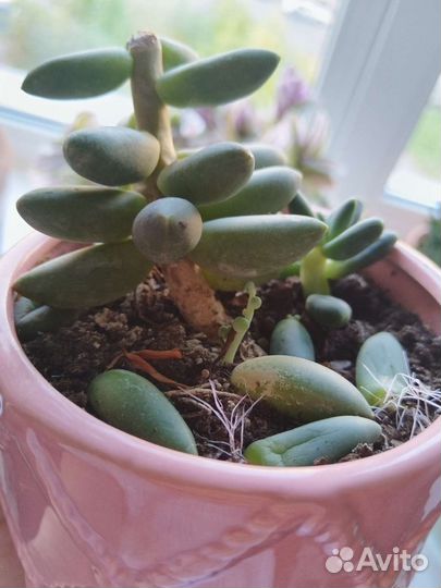 Суккуленты