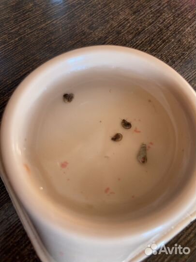 Ампуляррии