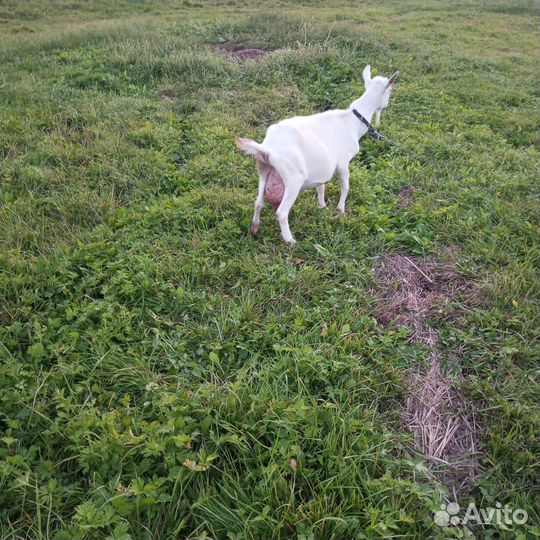 Зааненская дойная коза