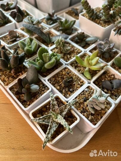 Суккуленты в горшочках с грунтом