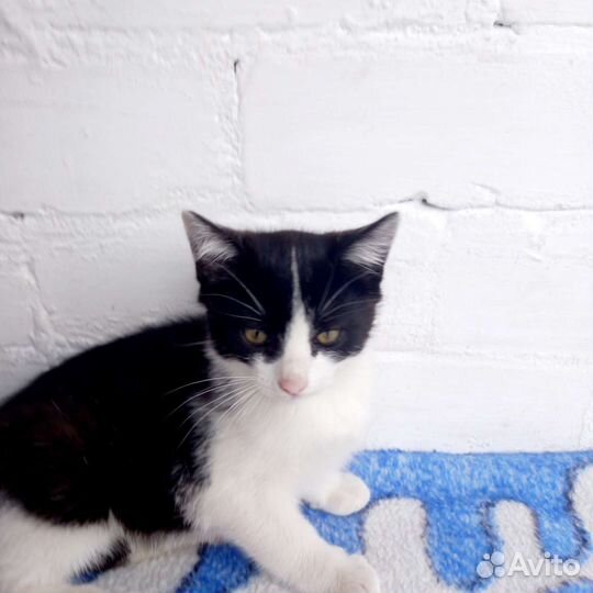 Котёнок прямоухий