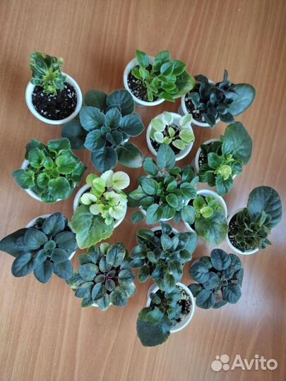 Набор мини и полумини фиалок из 16шт