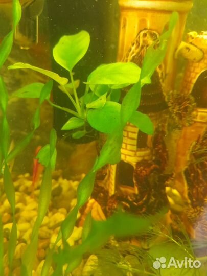 Растение в аквариумное