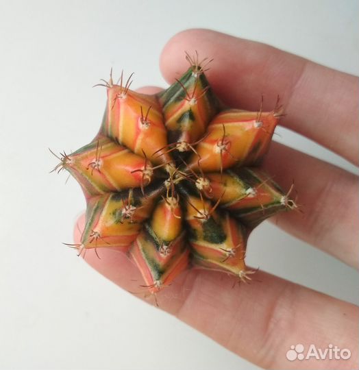 Вариегатные гибриды