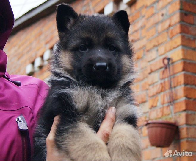 Щенята овчарки. Отдаем в дар