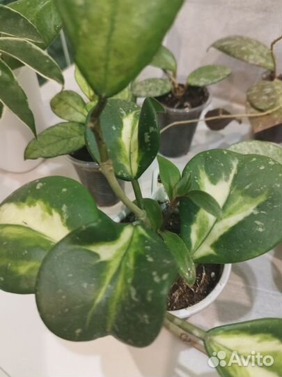 Хойи разные сорта