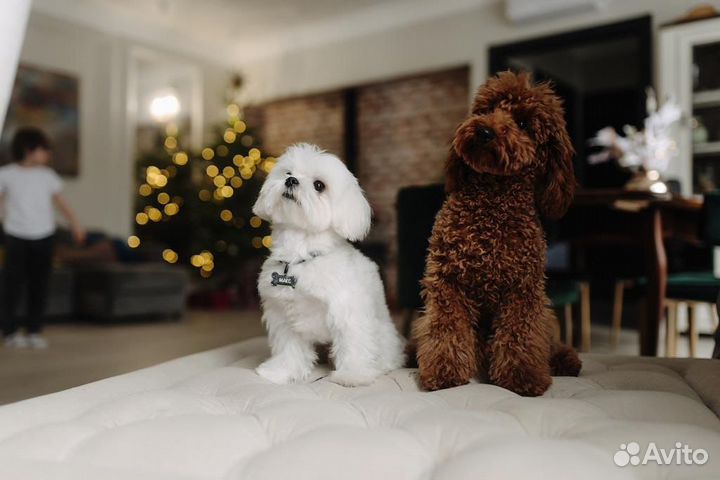 Той-пудель вязка