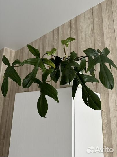 Спатифиллум