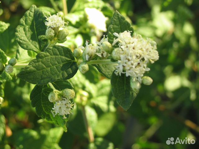 Калея мексиканская (Калея закатечичи) саженцы купить в Омске | Товары ...