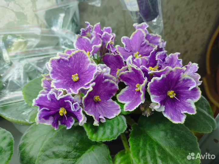 Фиалки сортовые