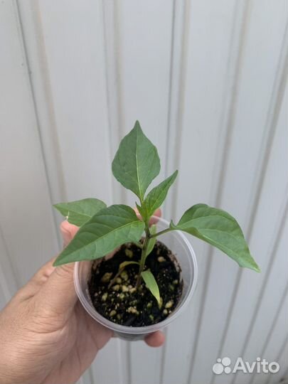 Сверх острые сорта перцев (рассада)