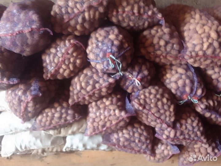 Картофель