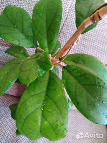 Комнатные растения