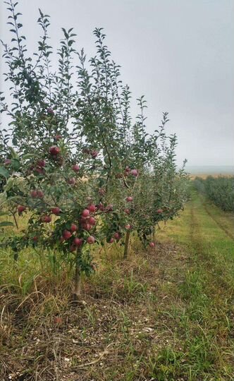 Участок 9 га (СНТ, ДНП)