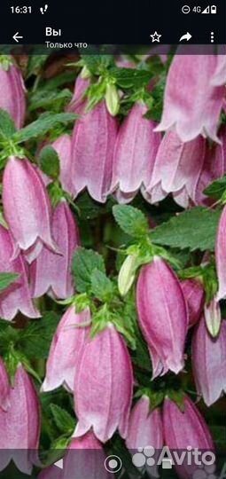 Колокольчики