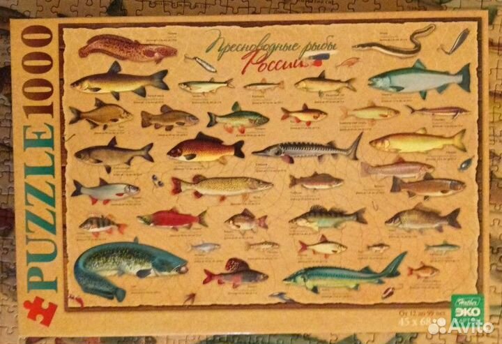 Trefl, Hatber, Step, Рыжий кот 1000 и 500