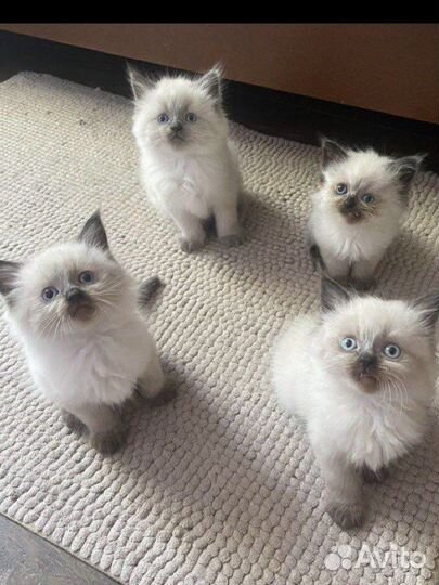 Котята невской маскарадной