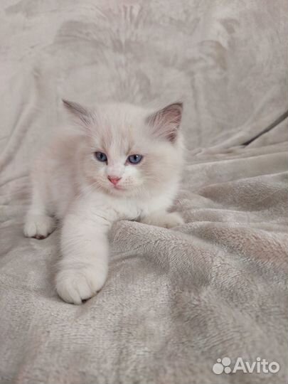 Котята регдолл