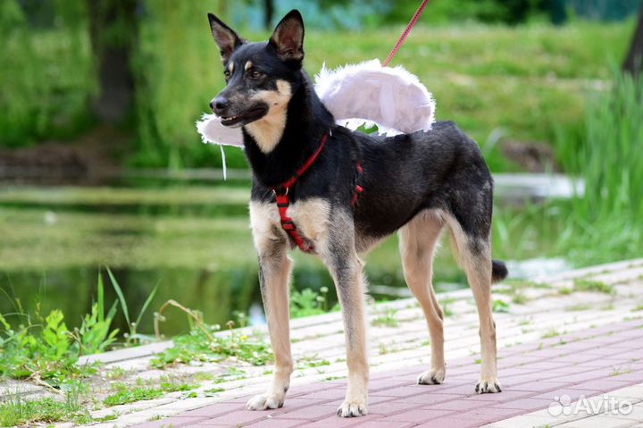 Мечтает о семье