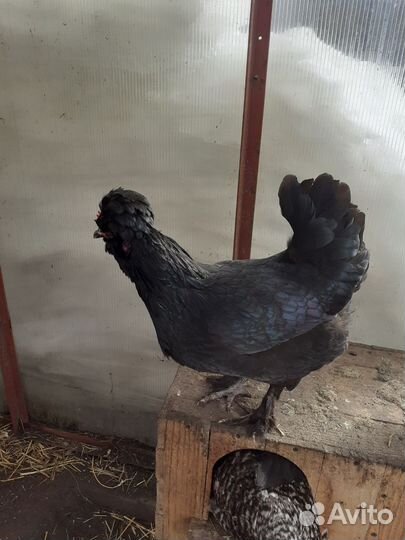 Сибирская махноножка инкубационное яйцо