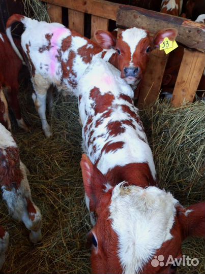 Телята с бесплатной доставкой