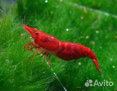 Креветки Вишня,или Черри.Оплачивать можно картой