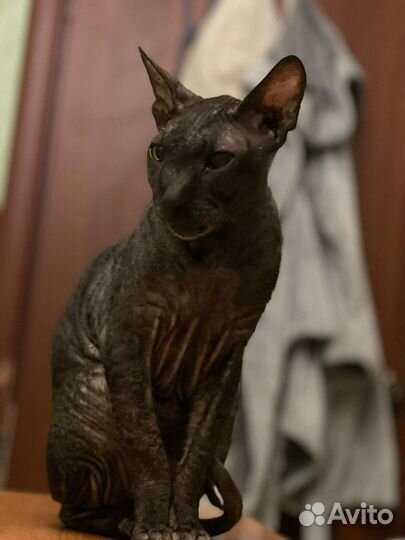 Корниш-рекс