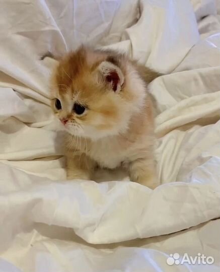 Британские котята золотая шиншилла