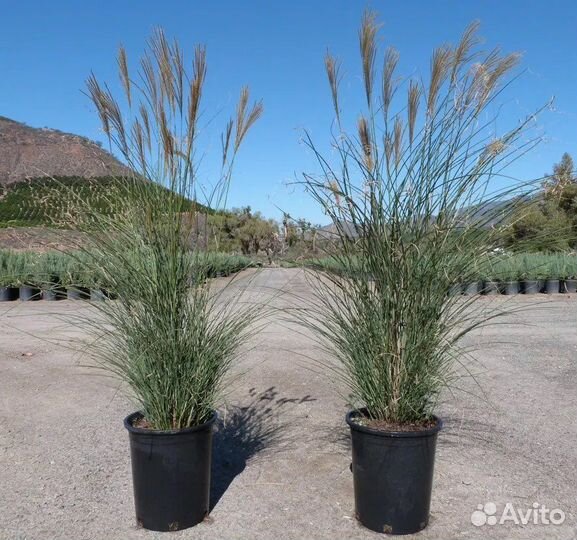 Злаки в ассортименте в горшках