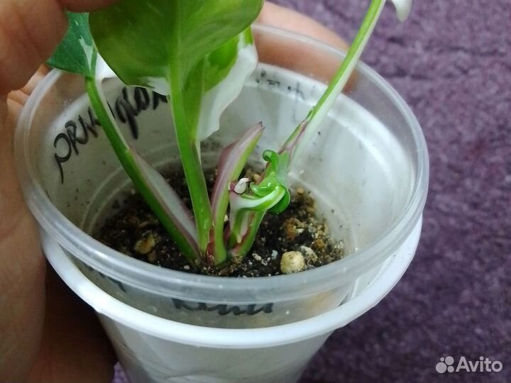 Филодендрон белая принцесса