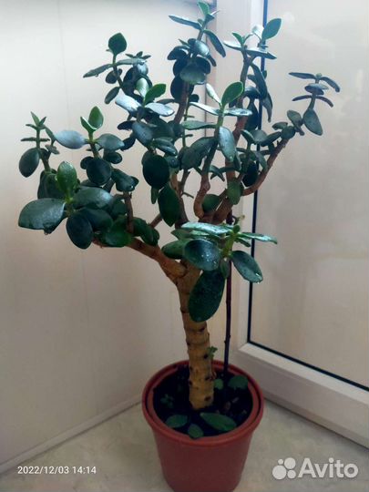 Толстянка (денежное дерево)