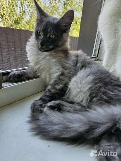 Котята полидакты и классика