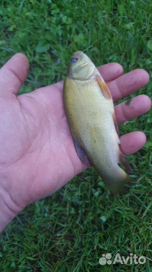 Живая рыба для пруда