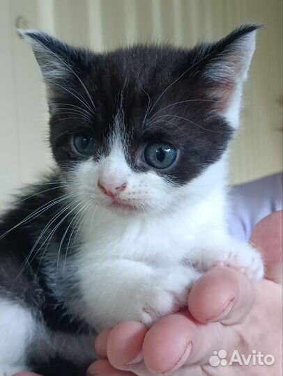Котята в добрые руки даром девочка