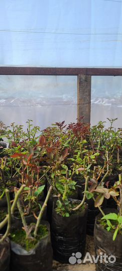 Кустовые розы саженцы